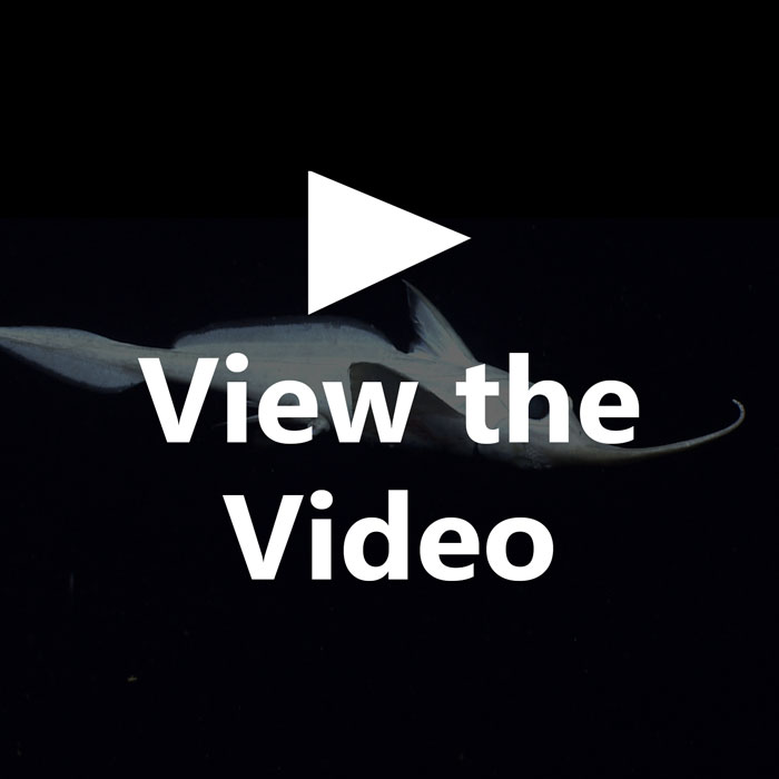A Rhinochimera (Harriotta sp.) play video button