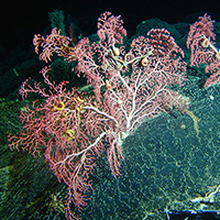 Hawaiian bubblegum coral with anemones, brittlestars, and other animals living in their colonies. Image credit: S. France. Hawaiian bubblegum coral with anemones, brittlestars, and other animals living in their colonies. Image credit: S. France.