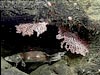 A cusk eel finding shelter under coral.