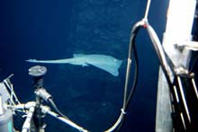 Large deep sea skate swimming