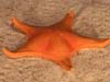Bright orange sea star.