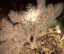 Alarge sea fan Plumarella pourtalessi