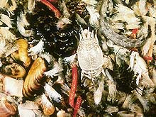 marine worms, tiny crustaceans, clams, and snails