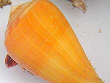 cone shell