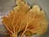 Deep Sea Fan Coral