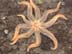 Sea Star