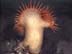 sea anemone