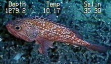 Blackbelly Rosefish photographed on Lophelia Coral Banks located off Cape Lookout