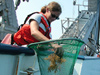 Dip netting for Sargassum off the ships stern.