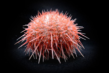 Sea urchins like this one were collected during several JSL dives in the proposed MPA area