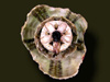 Broken urchin, with its Aristotles Lantern fully exposed but intact.
