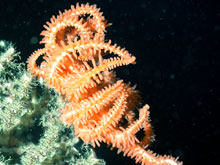 Bright orange Brittle Star