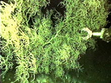 Sampling deep sea coral from a colony in the Gulf of Mexico at 1178 feet