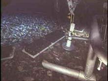 Deploying a larval trap Deploying a larval trap