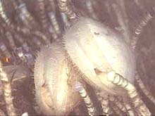 close-up of Acesta clams close-up of Acesta clams