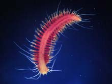 iceworm iceworm