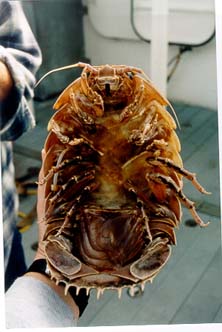 large isopod large isopod