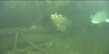 Portland fluke