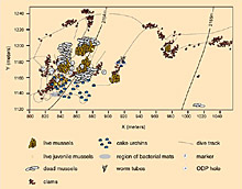 This map of the Blake Ridge Diapir shows the distribution of seep organisms This map of the Blake Ridge Diapir shows the distribution of seep organisms