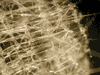 View a slide show of some of the sponges of the Alaska Seamounts.