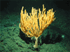View a slide show of a new species of live bamboo coral, Isidella tentaculum found of the Giacomini Seamount.