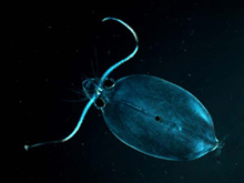 Caranchid squid. Open water divers can more easily observe these creatures with polarizing filters.
