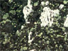 Sulfur balls littering the seafloor near Brimstone Pit.
