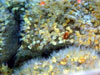 Close-up of a vent barnacle that were currently trying to identify.