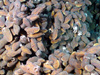 In places at NW Eifuku, mussels are so dense they obscure the bottom.