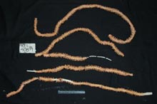 A specimen of long bamboo coral collected at Kelvin seamount.