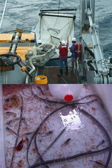 Figure 4. Tucker trawl operations.