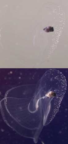 Sequential video frames through polarization video camera of marine
zooplankton Sequential video frames through polarization video camera of marine zooplankton