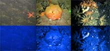 The top three panels show typical photographic views of deep-sea species. c