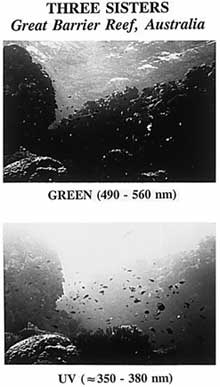 The top three panels show typical photographic views of deep-sea species The top three panels show typical photographic views of deep-sea species