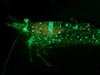Unidentified sargassum shrimp bearing two colors of fluorescent patches.
