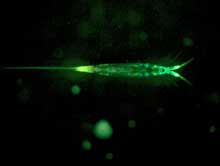 Planktonic copepod, most likely Microsetella sp., with green and yellow fluorescence. Planktonic copepod, most likely Microsetella sp., with green and yellow fluorescence.