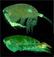 Pontellid copepod Pontella securifer Pontellid copepod Pontella securifer