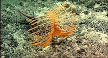 A grenadier drifts by a black coral. 