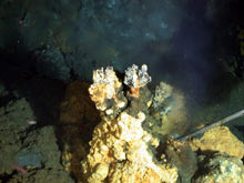 Microbes from the exterior portion of this venting chimney were cultured
for further analysis.
