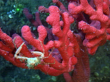 Paragorgia colonies provide habitat for invertebrates, such as crab and shrimp.