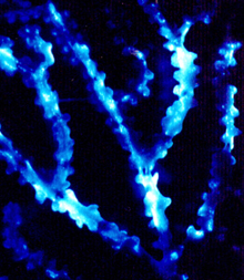 Luminescing Bamboo Coral. Luminescing Bamboo Coral.