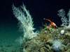 Basket stars, crinoids.