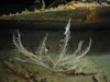 Callogorgia is growing around the wreck.