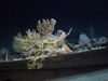 Paramuricea is located along the edge of the hull.