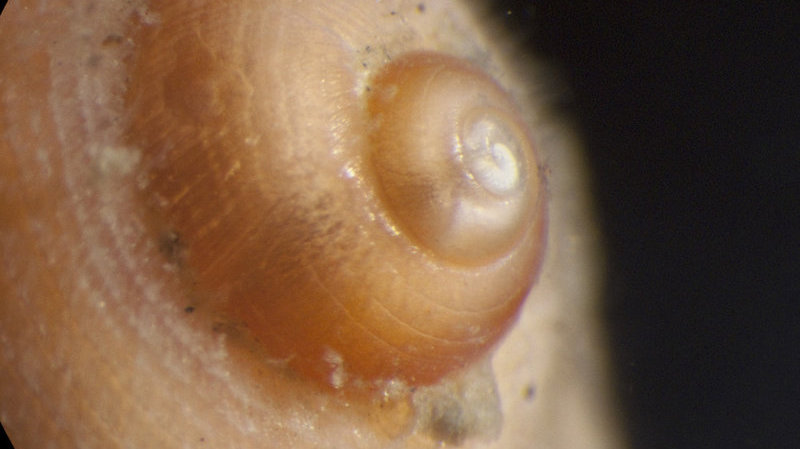 Mission Summary For gastropods (snails), the shape of the tip of the shell can tell us whether this species disperses via larvae (which feed in the plankton) or feeds off their yolk.