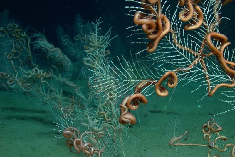 A field of the soft coral Callogorgia sp. with its ophiuroid symbiont.
