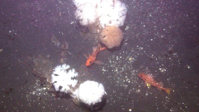 Mission Summary Image taken by AUV Lucille of plankton, rockfish, sculpin and anemones at the Northern San Andreas Fault site.
