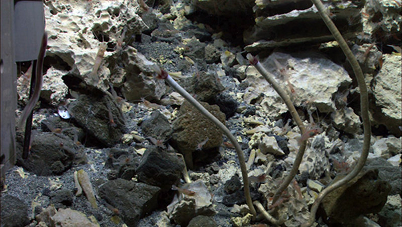 Beautiful large tubeworms, some of which we collected were a meter in length and an centimeter in diameter.
