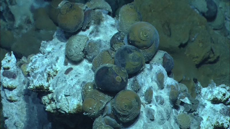 A close-up view of the two species of snails found at the Niua South.