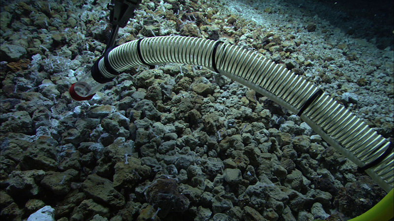 The Quest 4000 remotely operated vehicle collecting biological samples with Suction Sampler.